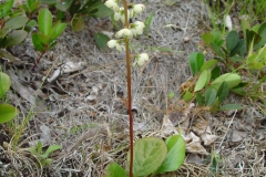 Round-leaves-wintergreen-plant