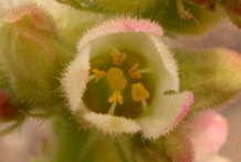 Closer-view-of-flower-of-Roundleaf-alumroot