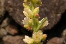 Flower-of-Roundleaf-alumroot