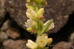 Flower-of-Roundleaf-alumroot