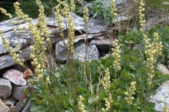 Roundleaf-alumroot-plant-growing-wild