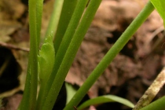 Stem-of-Roundleaf-alumroot