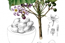 Rowal-fruit-illustration