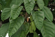 Rowal-fruit-leaves