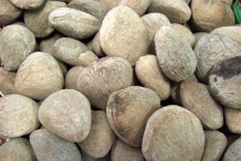 Rowal-fruit-seeds