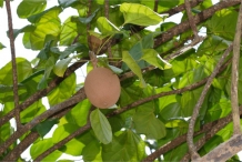 Rowal-fruit