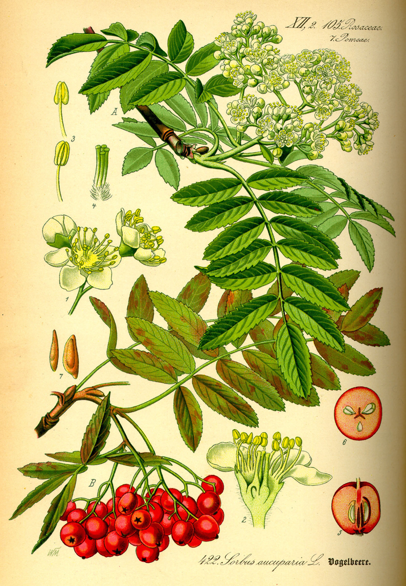 Rowan-berry-plant-illustration