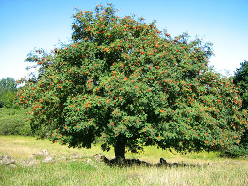 Rowan-berry-tree