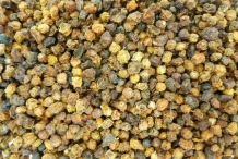 Rowan-berries-dried