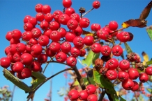 Rowan-berries