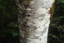 Rowan-berry-bark