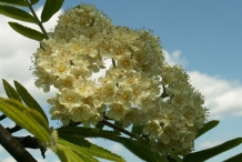 Rowan-berry-flowers