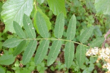 Rowan-berry-leaves