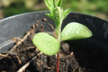 Rowan-berry-seedlings