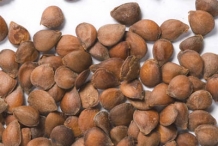 Rowan-berry-seeds