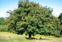 Rowan-berry-tree