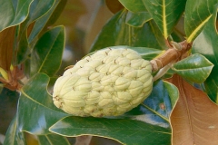 Fruit-of-Rubber-Plant