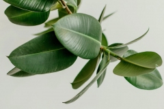 Leaves-of-Rubber-Plant