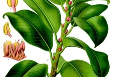 Plant-Illustration-of-rubber-plant