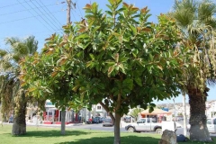 Rubber-Plant-grown-outdoor