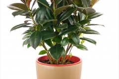 Rubber-Plant
