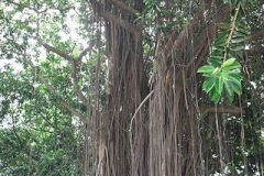 Rubber-plant-showing-the-aerial-roots