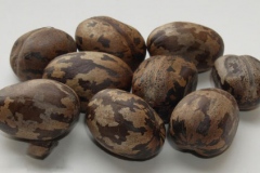 Seeds-of-rubber-plant