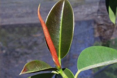 Young-leaf-of-Rubber-Plant