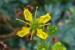 Close-view-of-Rue-flower