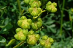 Flower-buds-of-Rue