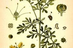 Plant-illustration-of-Rue