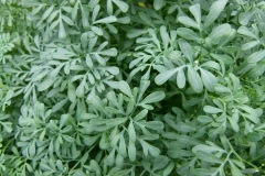 Rue-leaves