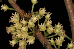 Closer-view-of-flowers-of-Rukam