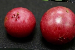 Closer-view-of-mature-fruits-of-Rukam