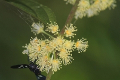 Flowers-of-Rukam