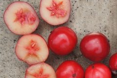 Half-cut-Rukam-fruit