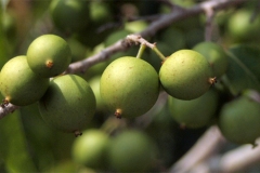 Immature-fruits-of-Rukam