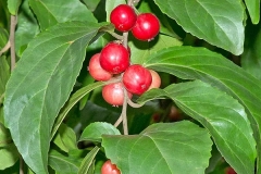 Mature-Rukam-fruits