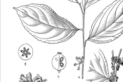 Plant-Illustration-of-Rukam