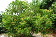 Rukam-tree-growing-wild