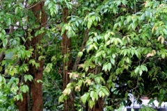 Rukam-tree