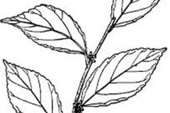 Sketch-of-Rukam