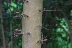 Spines-of-Rukam