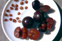 Fruits