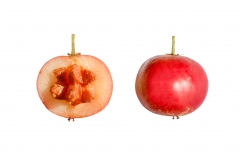 Half-cut-Runeala-plum