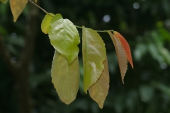 Leaves