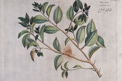 Plant-Illustration