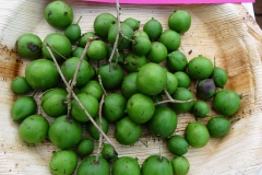 Unripe-fruits