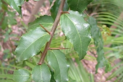 Younger-stem-with-unbranched-spines