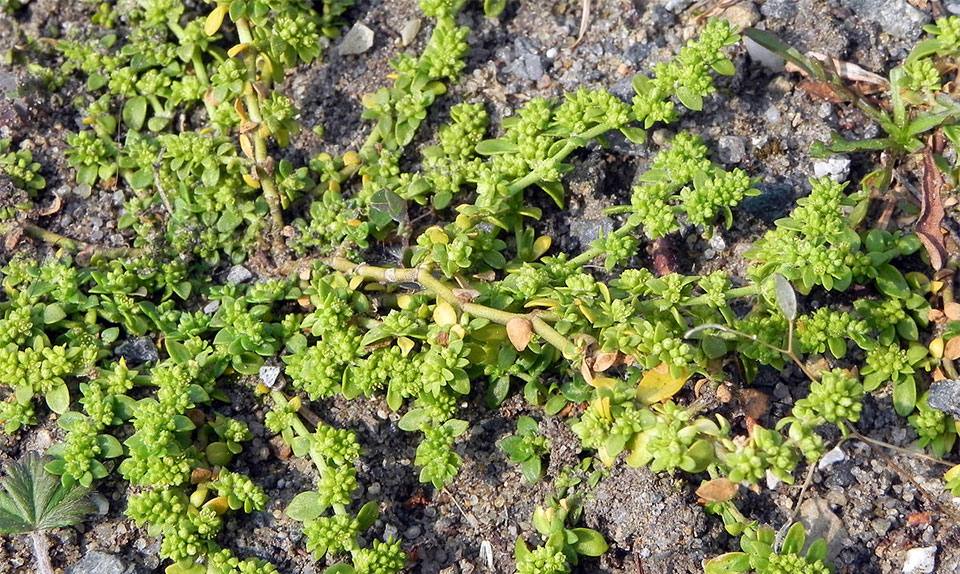 Closer-view-of-Rupturewort-plant